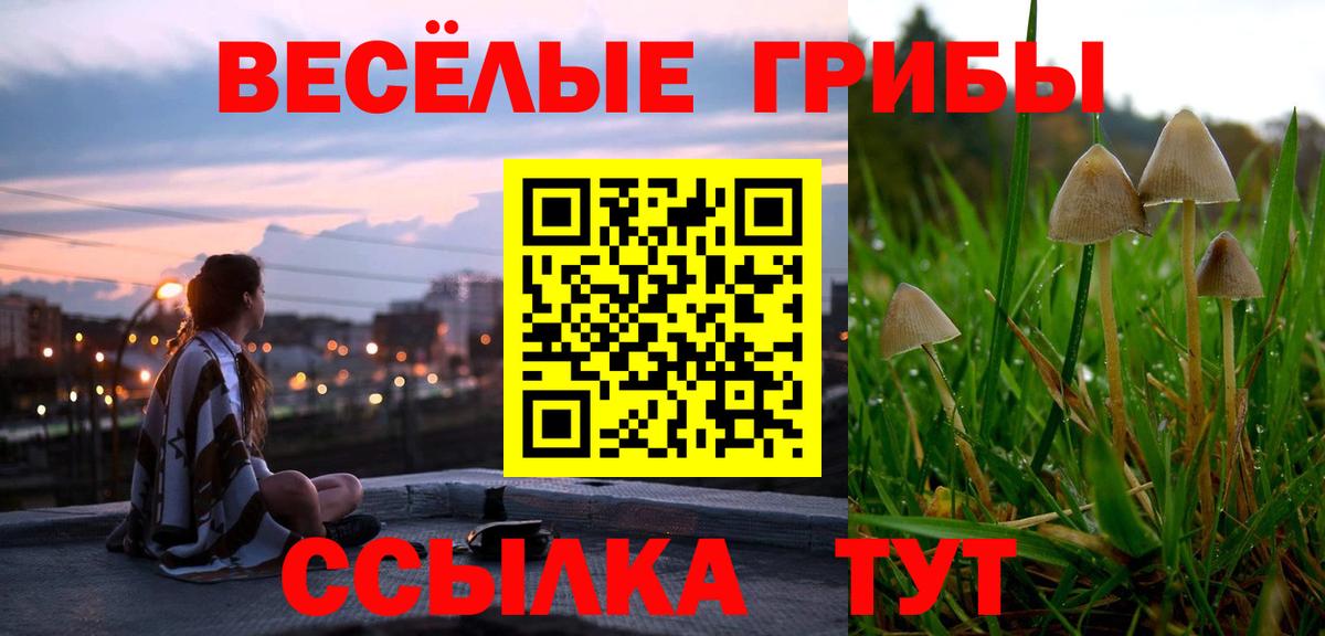 Галлюциногенные грибы Psilocybe Сальск